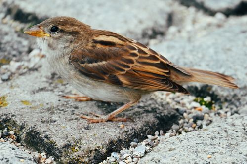 Free Detailed close-up of a sparrow perched on a stone pavement. Stock Photo