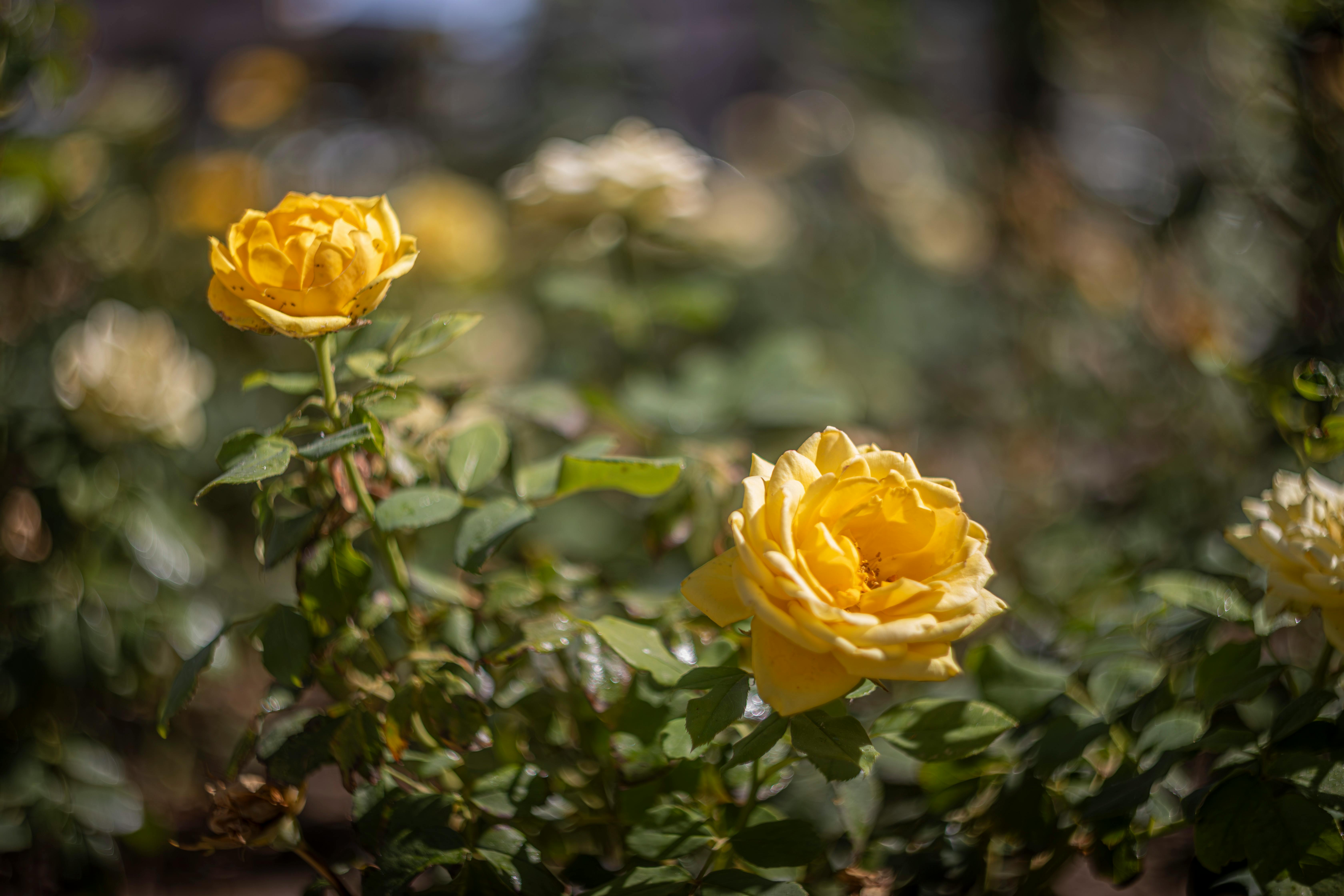 Feijoa: Requerimientos Edáficos, Climáticos y Manejo