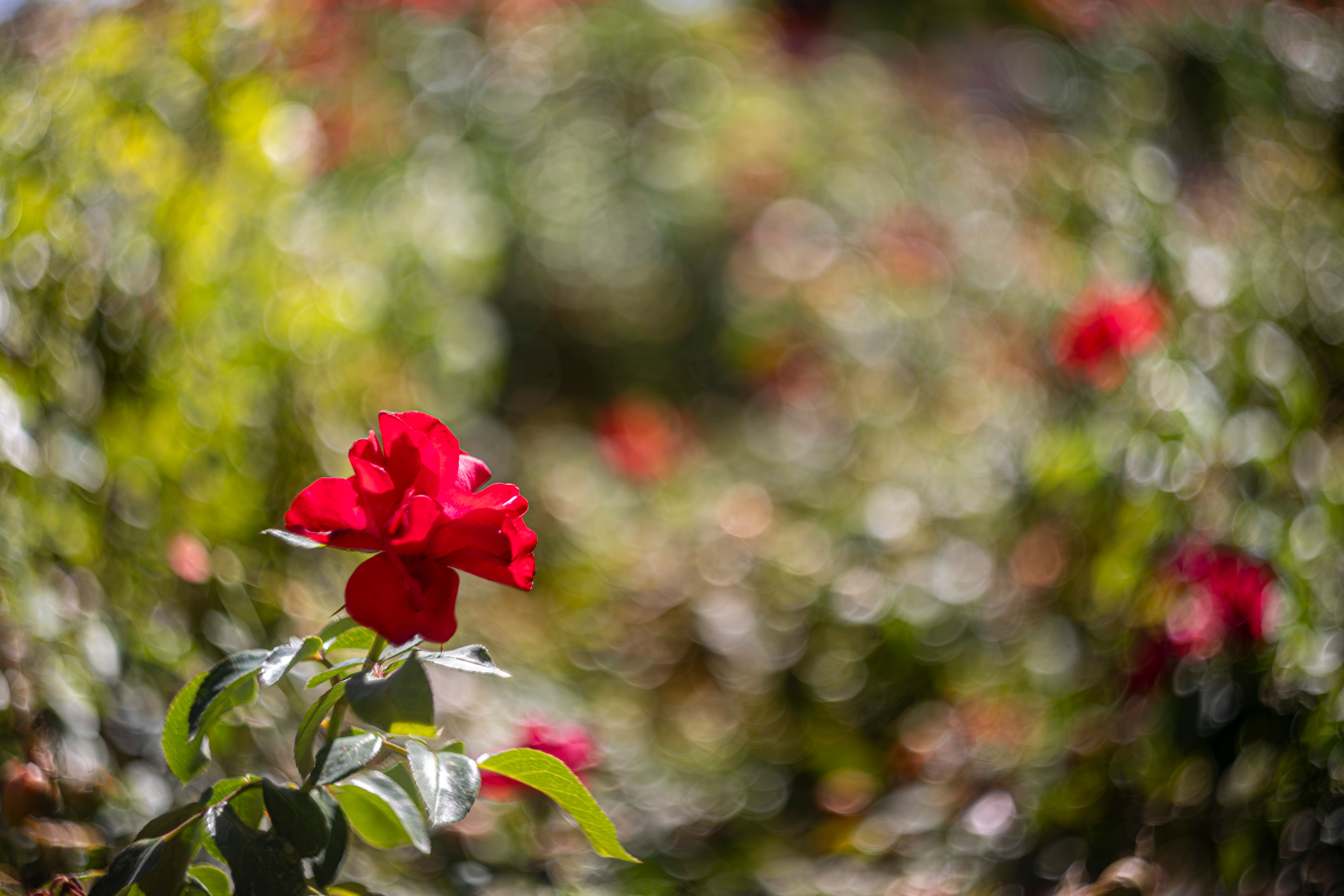 Vivid Red Rose Bloom in Sunlit Garden Setting · Free Stock Photo