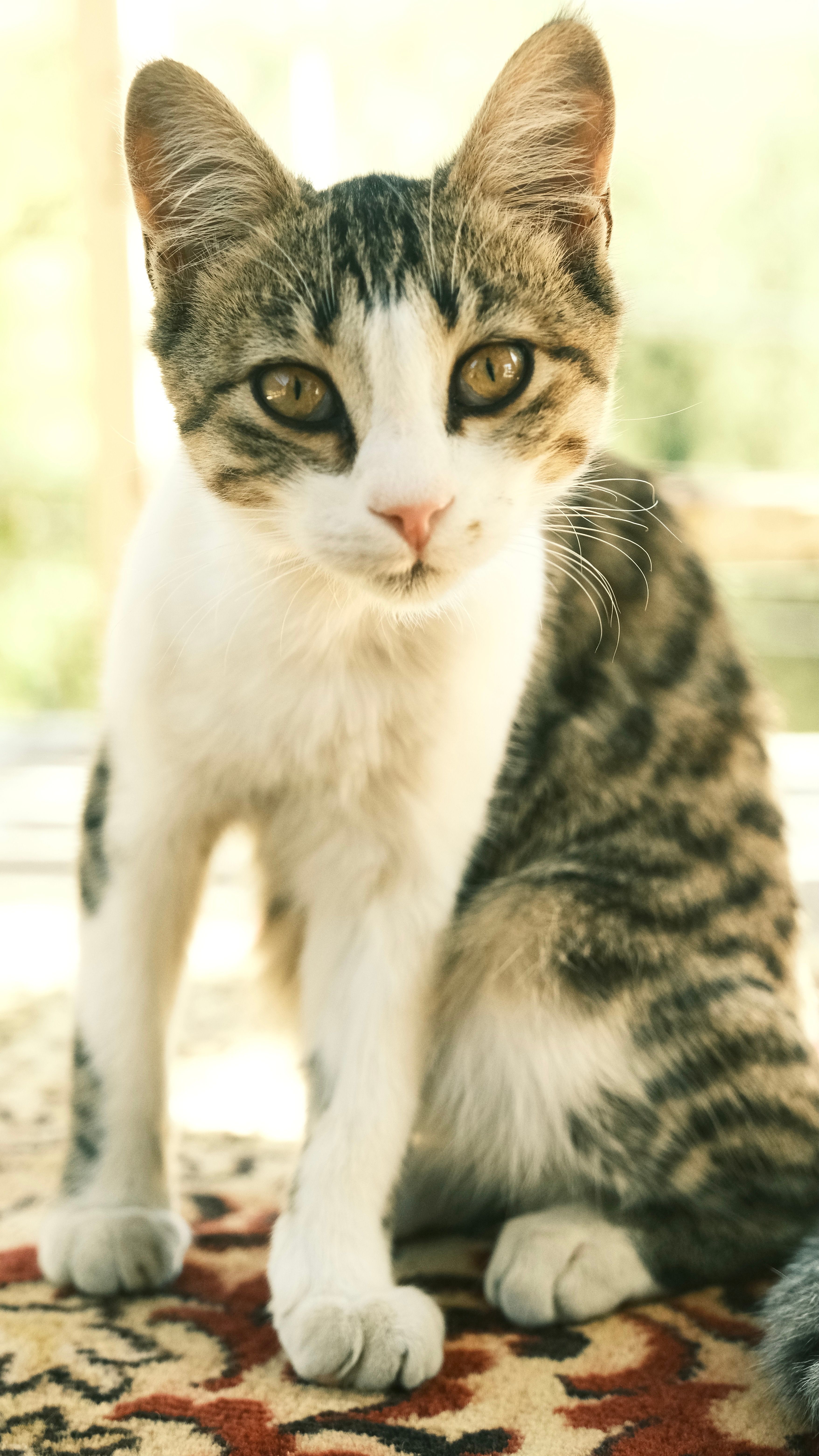 Brown Kitten Sitting on the Floor · Free Stock Photo