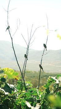 Scenic view of a sunny landscape with birds perched on branches.