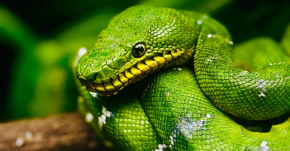 Green Tree Python Different Colors Vibrant Green Tree Python Coiled on Branch · Free Stock Photo
