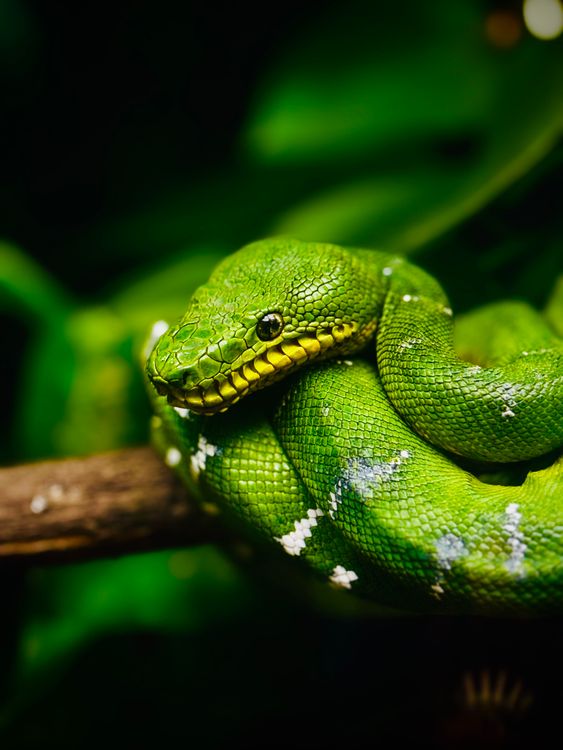 Coiled Green Python Vibrant Green Tree Python Coiled on Branch · Free Stock Photo