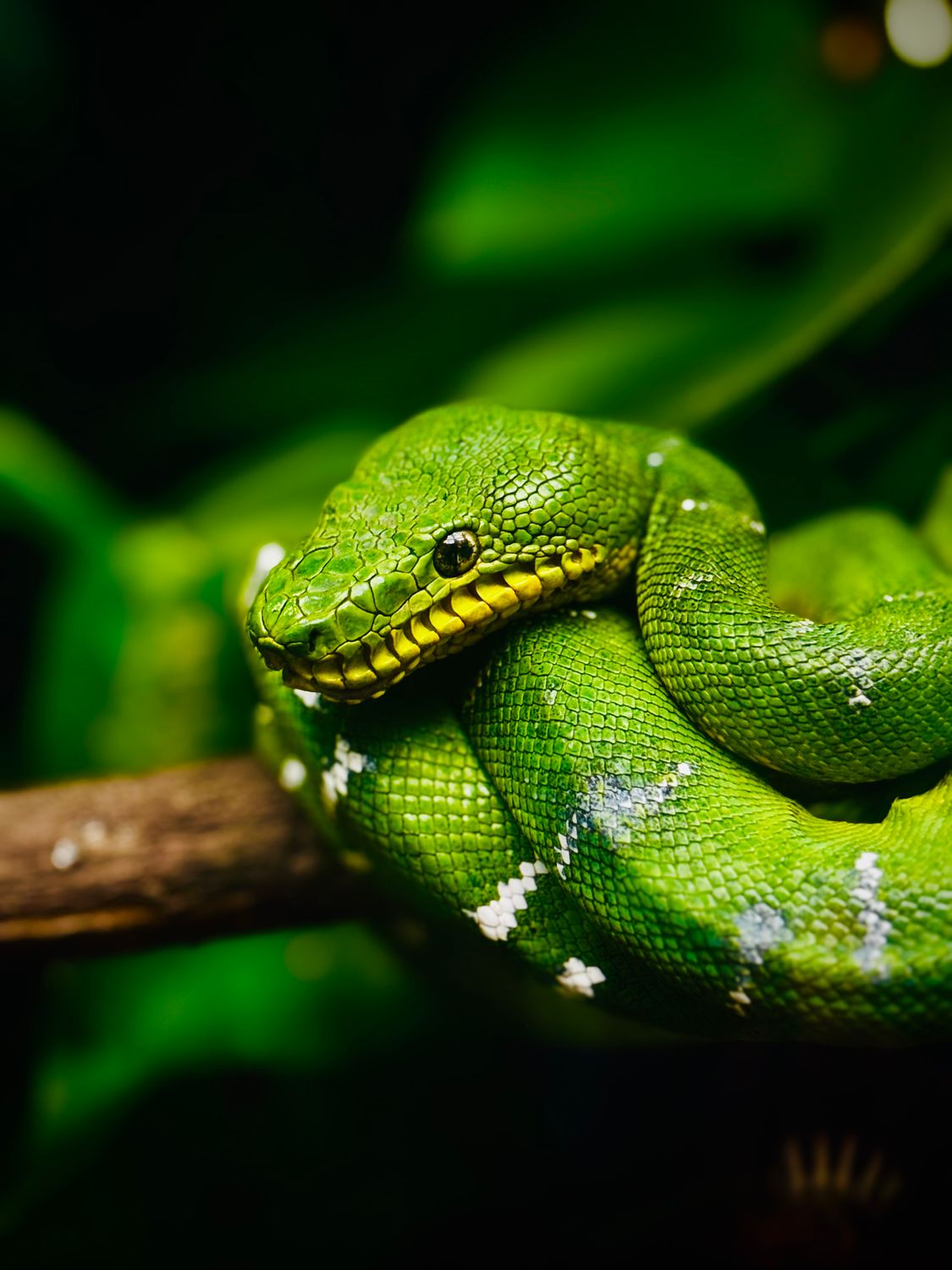 Vibrant Green Tree Python Coiled on Branch · Free Stock Photo