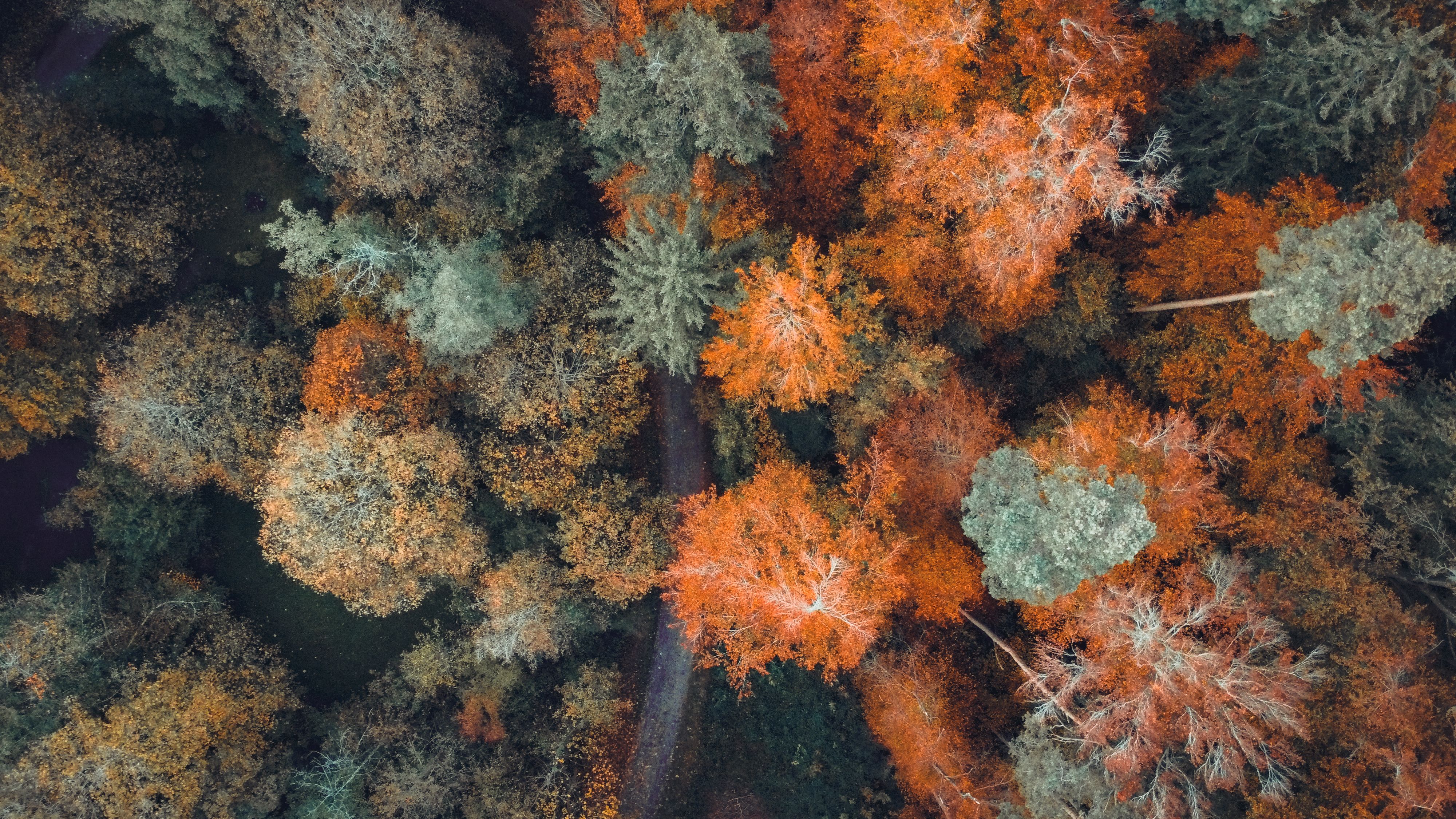 Aerial View of Autumn Forest in Switzerland · Free Stock Photo