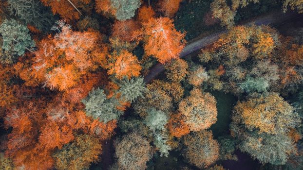Drone shot of vibrant autumn foliage in a Swiss forest, showcasing the rich fall colors.