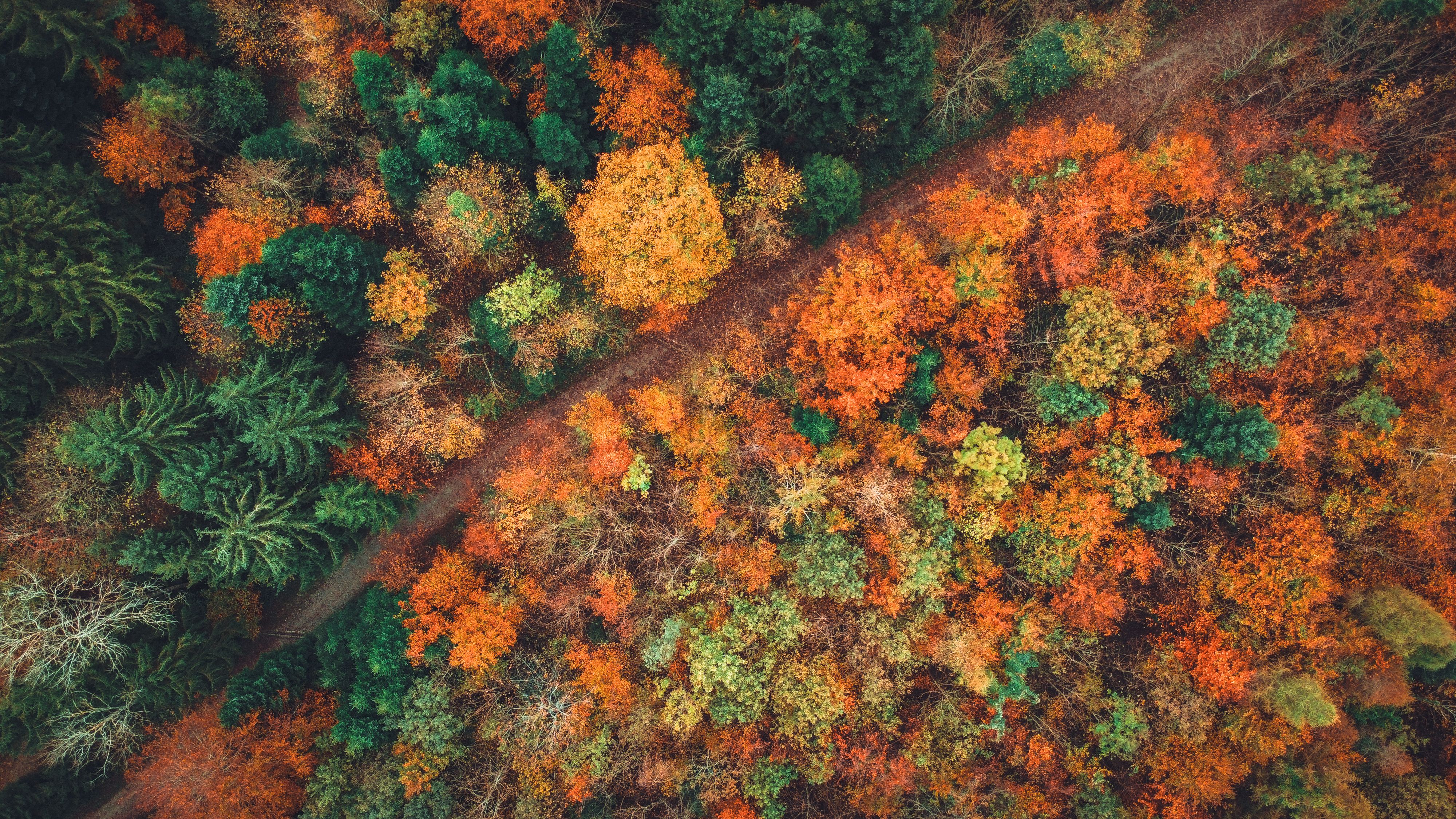 Stunning Aerial View of Vibrant Autumn Forest · Free Stock Photo
