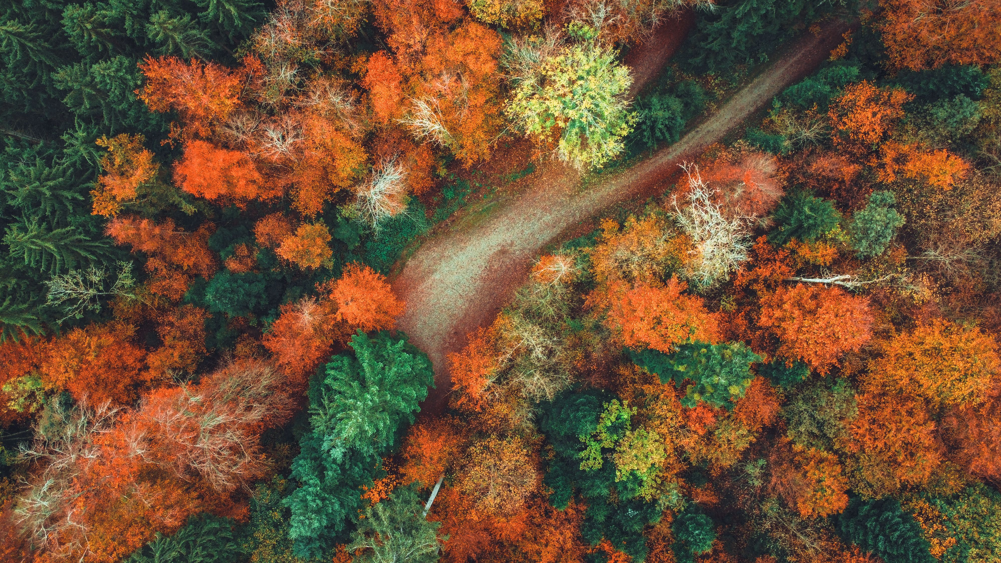 Aerial View of Vibrant Autumn Forest in Switzerland · Free Stock Photo