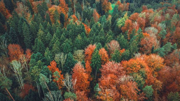 Stunning aerial shot of a Swiss forest with colorful autumn foliage.