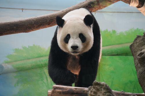 Free Adorable giant panda standing on a log inside a zoo enclosure. Stock Photo