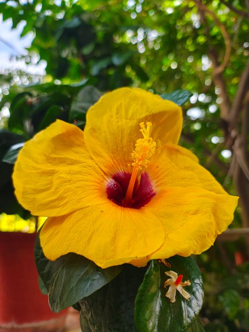 Free Yellow Hibiscus flower Stock Photo