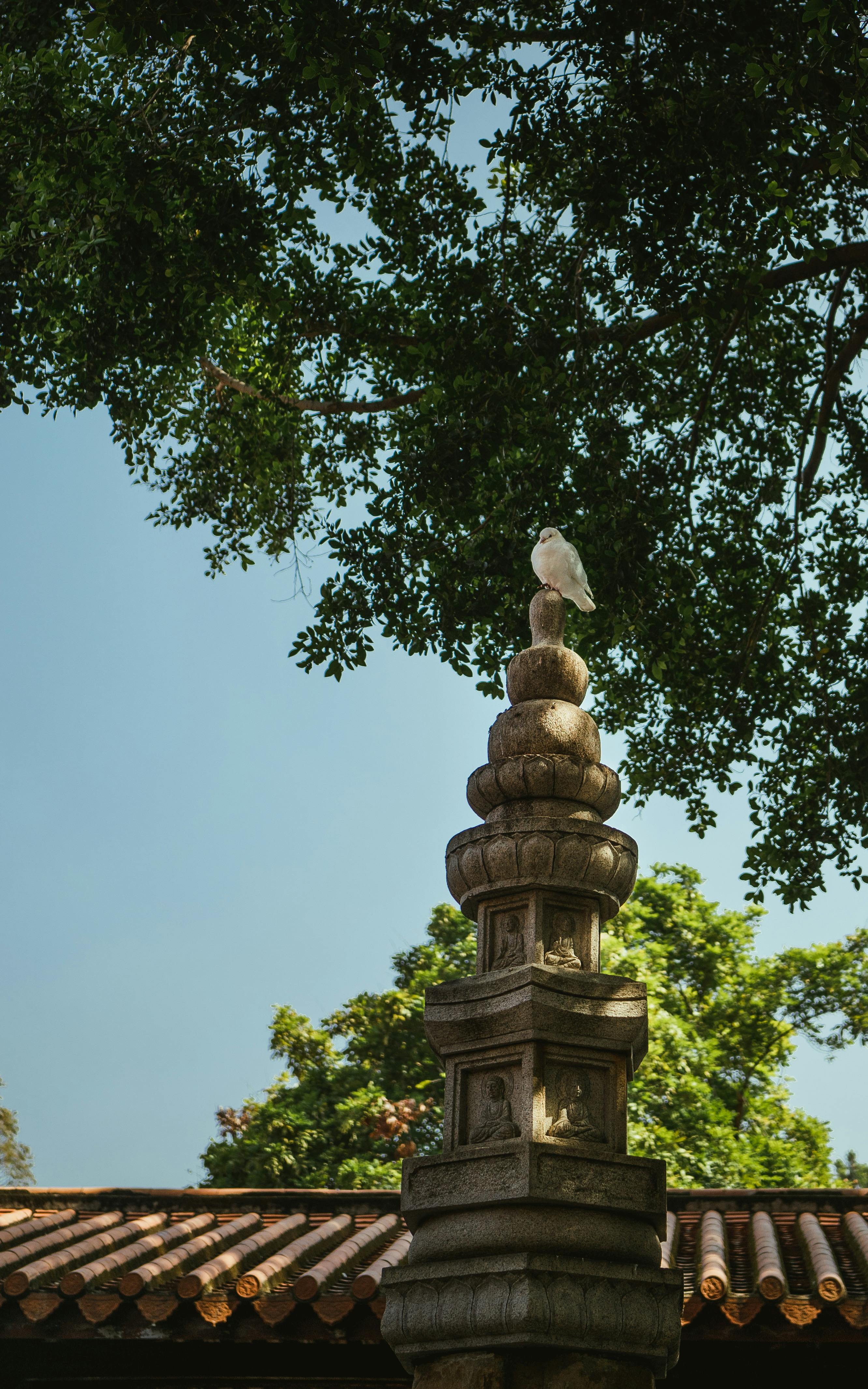 一只白鸽栖息在一座树木环绕的华丽石塔上