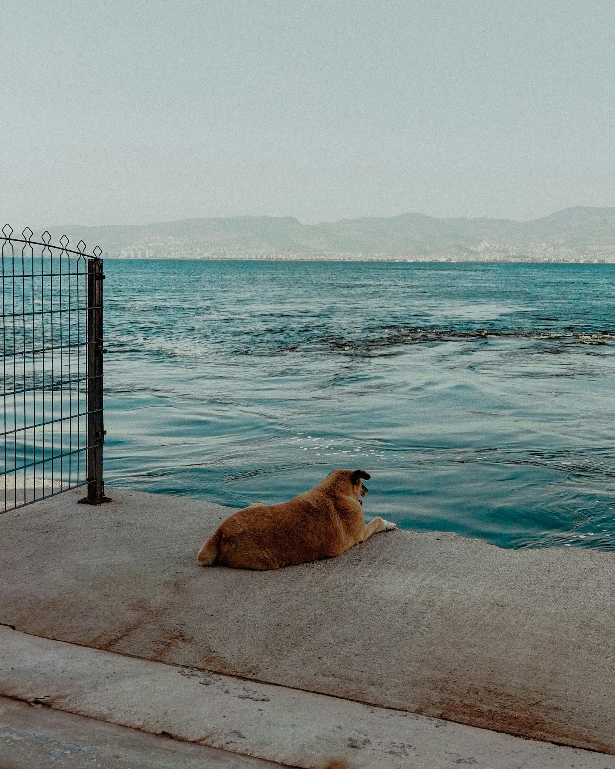 好的，我会按照您的要求进行句子的优化