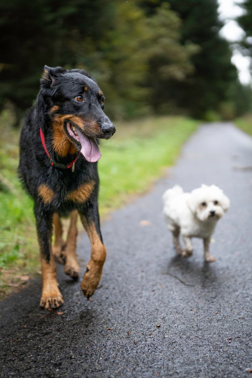 Small and large dogs walking together on leashes