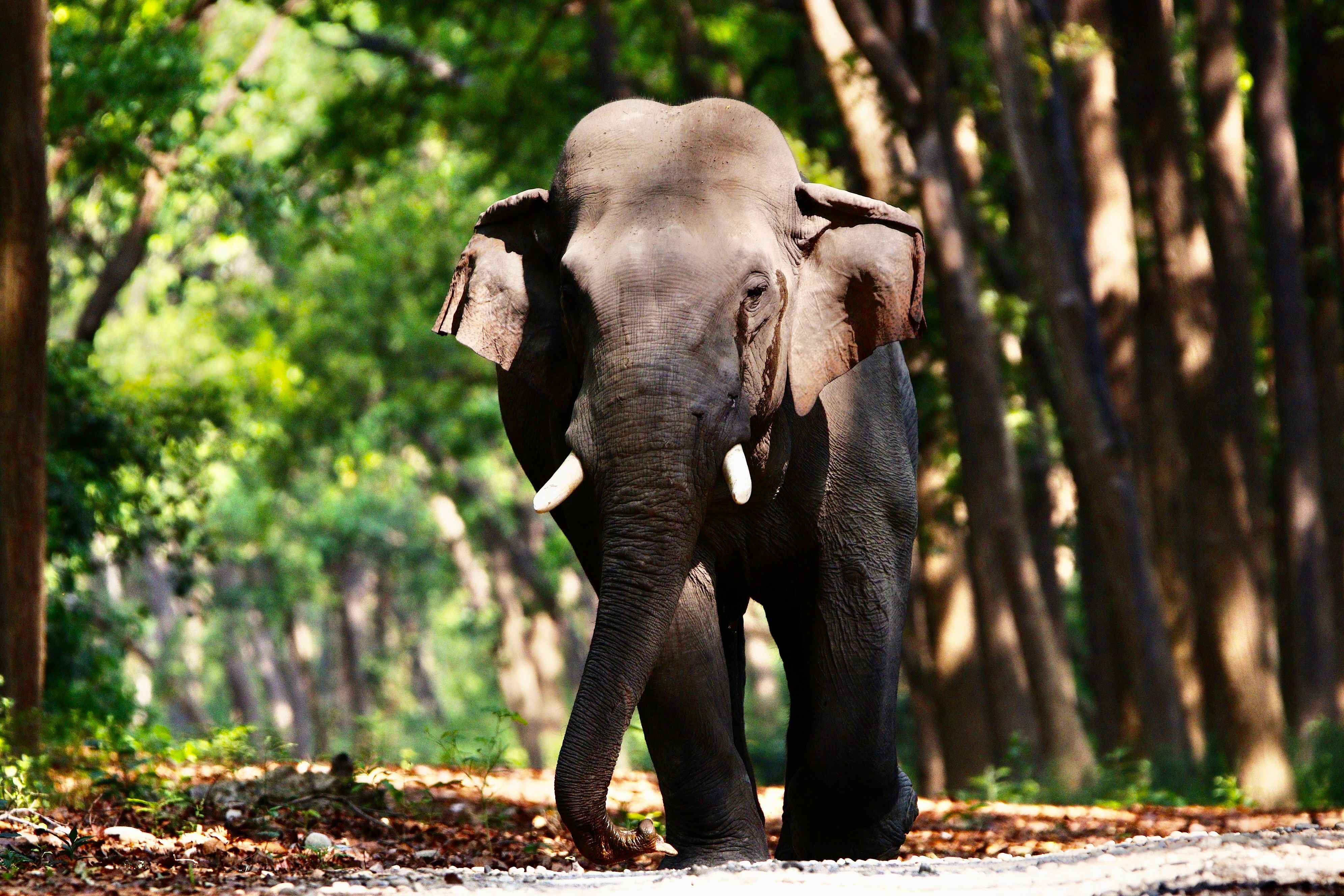 A majestic Asian elephant with tusks strolling through a lush forest in Shivlalpur Pandey, India.