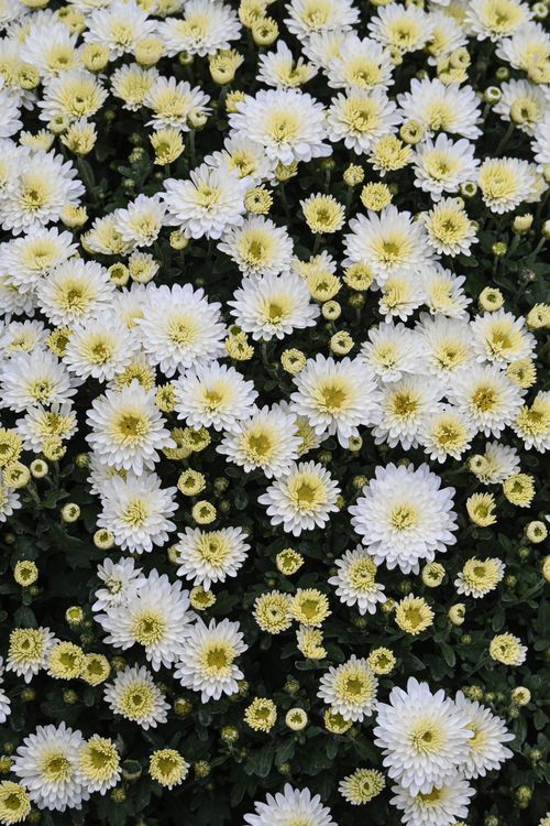 Free Lush garden filled with blooming white chrysanthemums, showcasing nature's beauty. Stock Photo