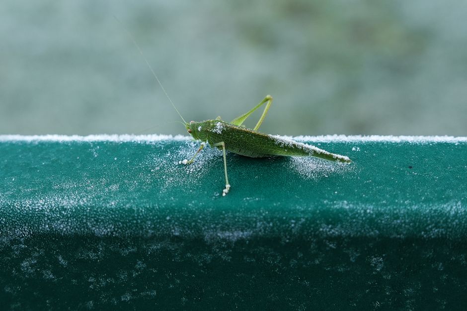 Frost Advisory in Effect for Ottawa and Eastern Ontario