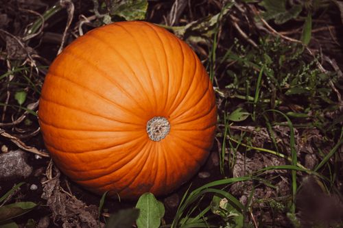 Free Vibrant orange pumpkin resting on grass and leaves, representing autumn harvest. Stock Photo