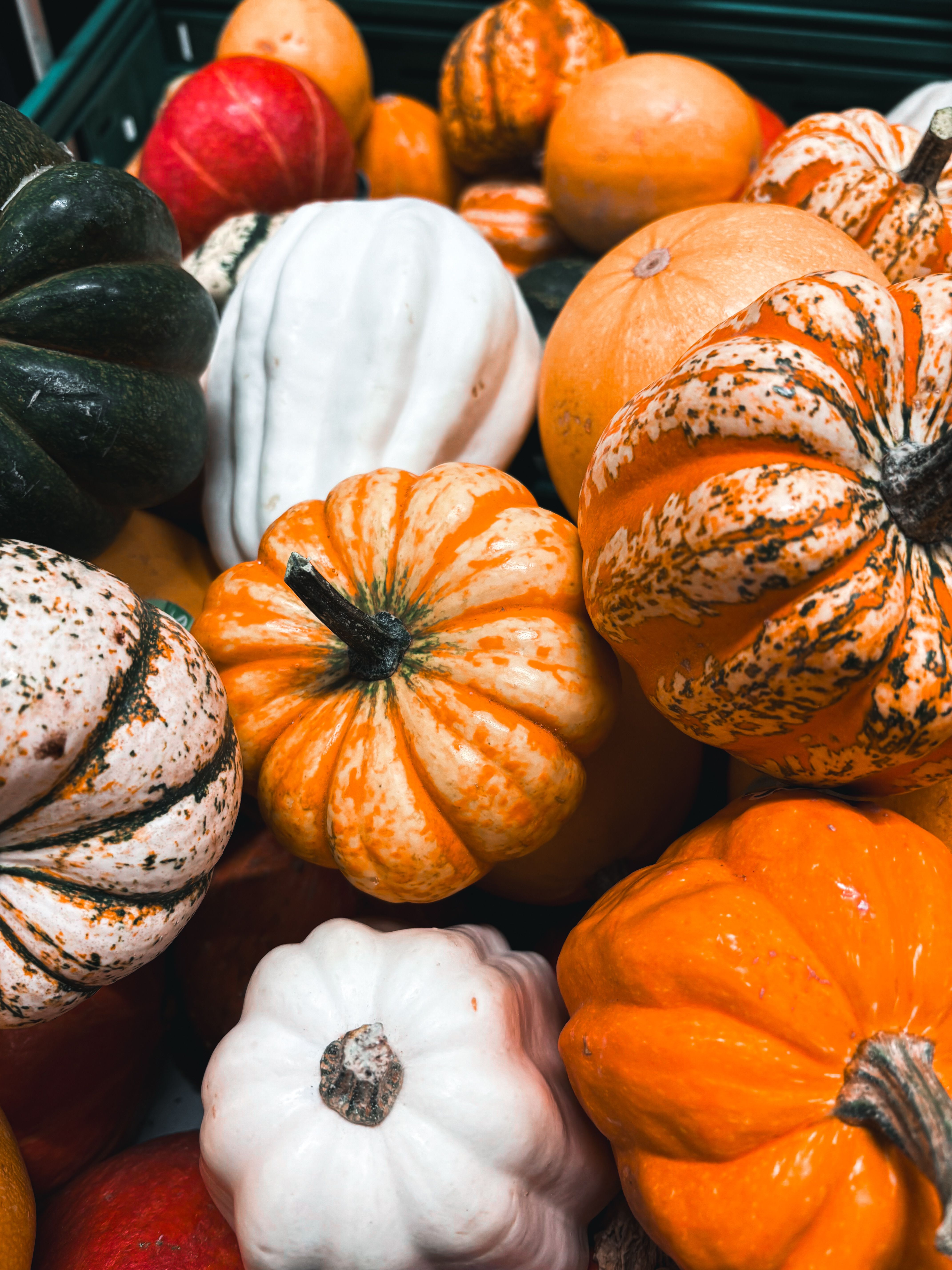 Vibrant Autumn Harvest of Colorful Gourds · Free Stock Photo