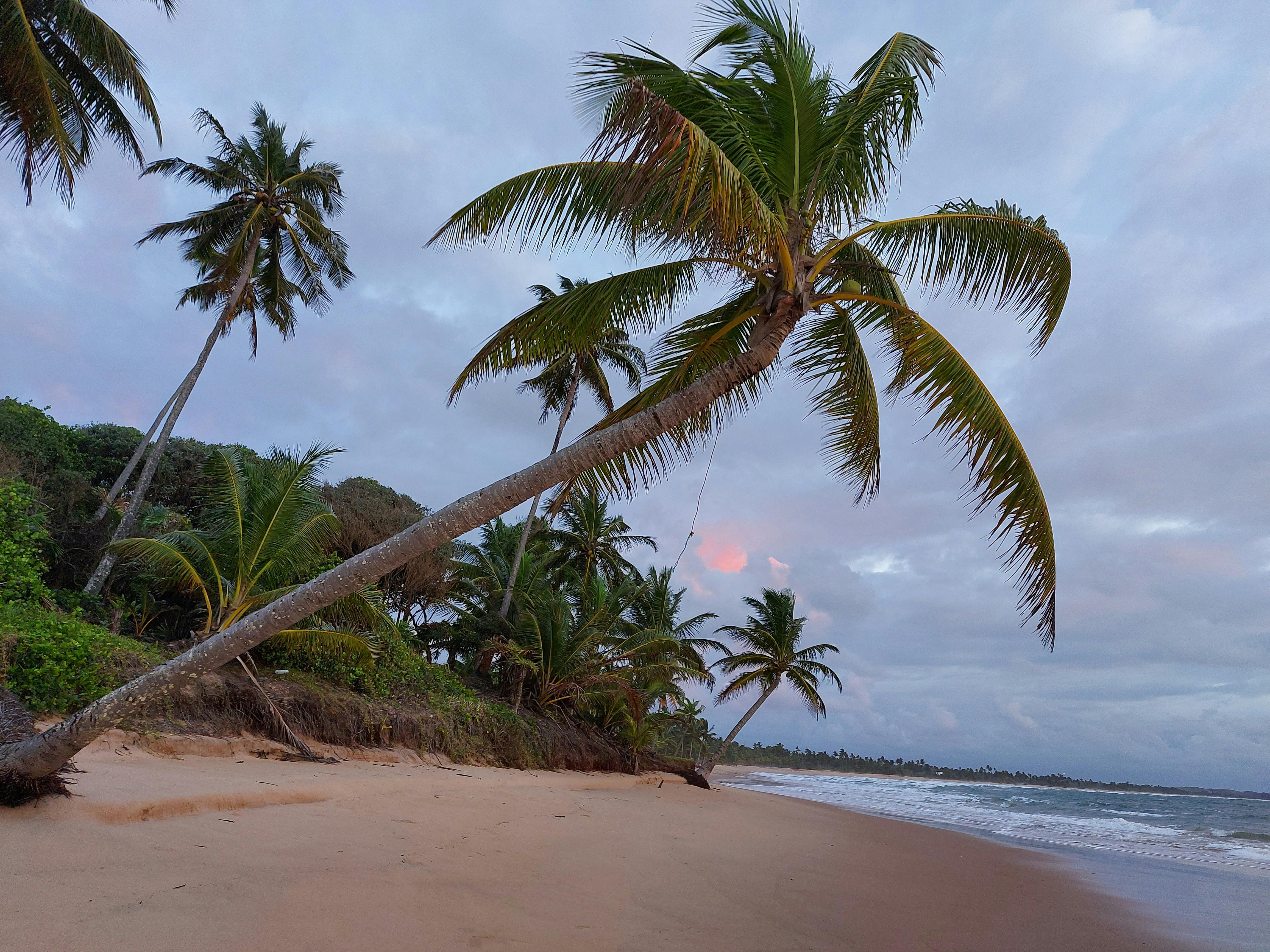 在日落时分，宁静的热带海滩展现出一幅壮丽的景象，棕榈树随风轻轻摇曳，与柔和的海浪相互映衬