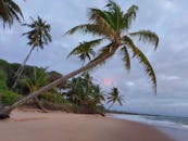 在日落时分，宁静的热带海滩展现出一幅壮丽的景象，棕榈树随风轻轻摇曳，与柔和的海浪相互映衬