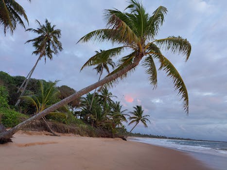 在日落时分，宁静的热带海滩展现出一幅壮丽的景象，棕榈树随风轻轻摇曳，与柔和的海浪相互映衬