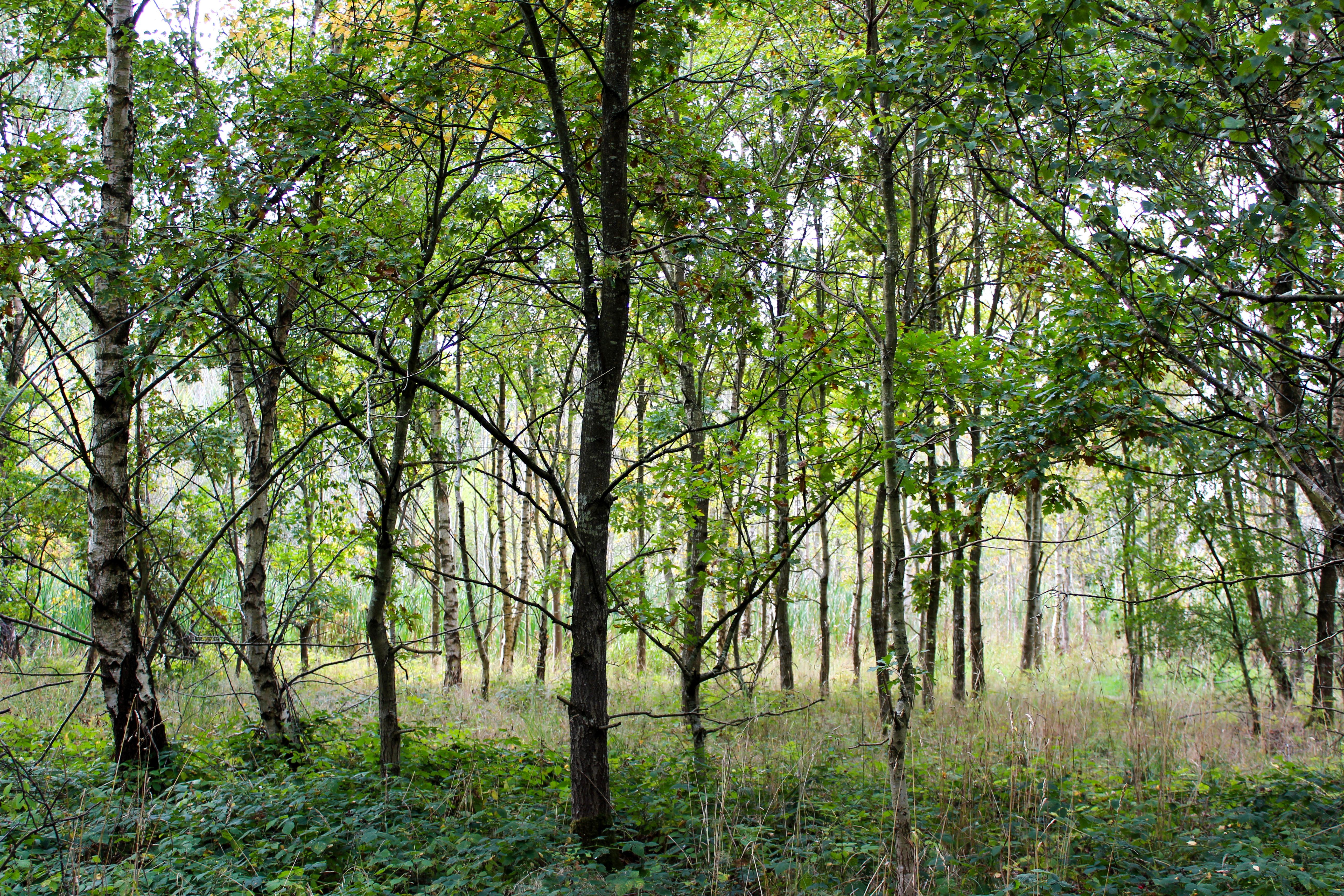 Üppiger Wald mit natürlicher Vegetation