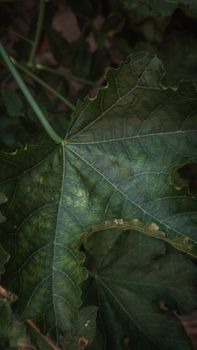 Macro shot of a vibrant green leaf displaying intricate vein patterns, perfect for nature themes.