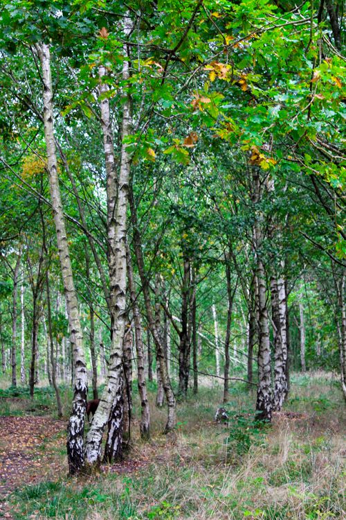 Free Peaceful birch forest with lush greenery, showcasing natural beauty and tranquility. Stock Photo