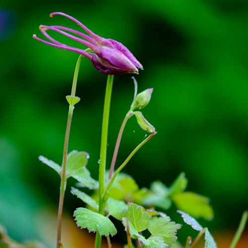 Free Vivid purple columbine flower bud with dew drops in lush green garden setting. Stock Photo