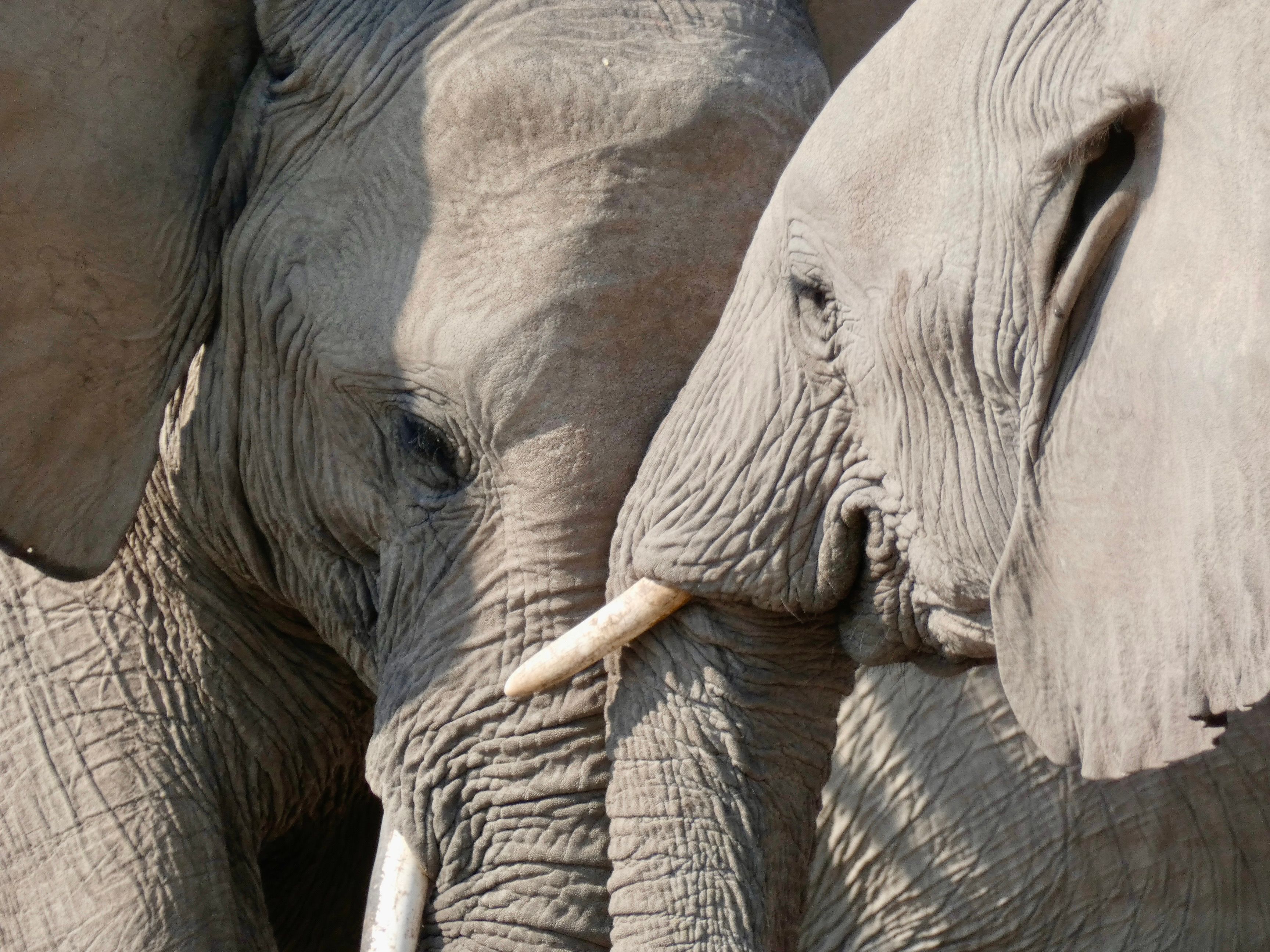 Close-Up of African Elephants Embracing · Free Stock Photo