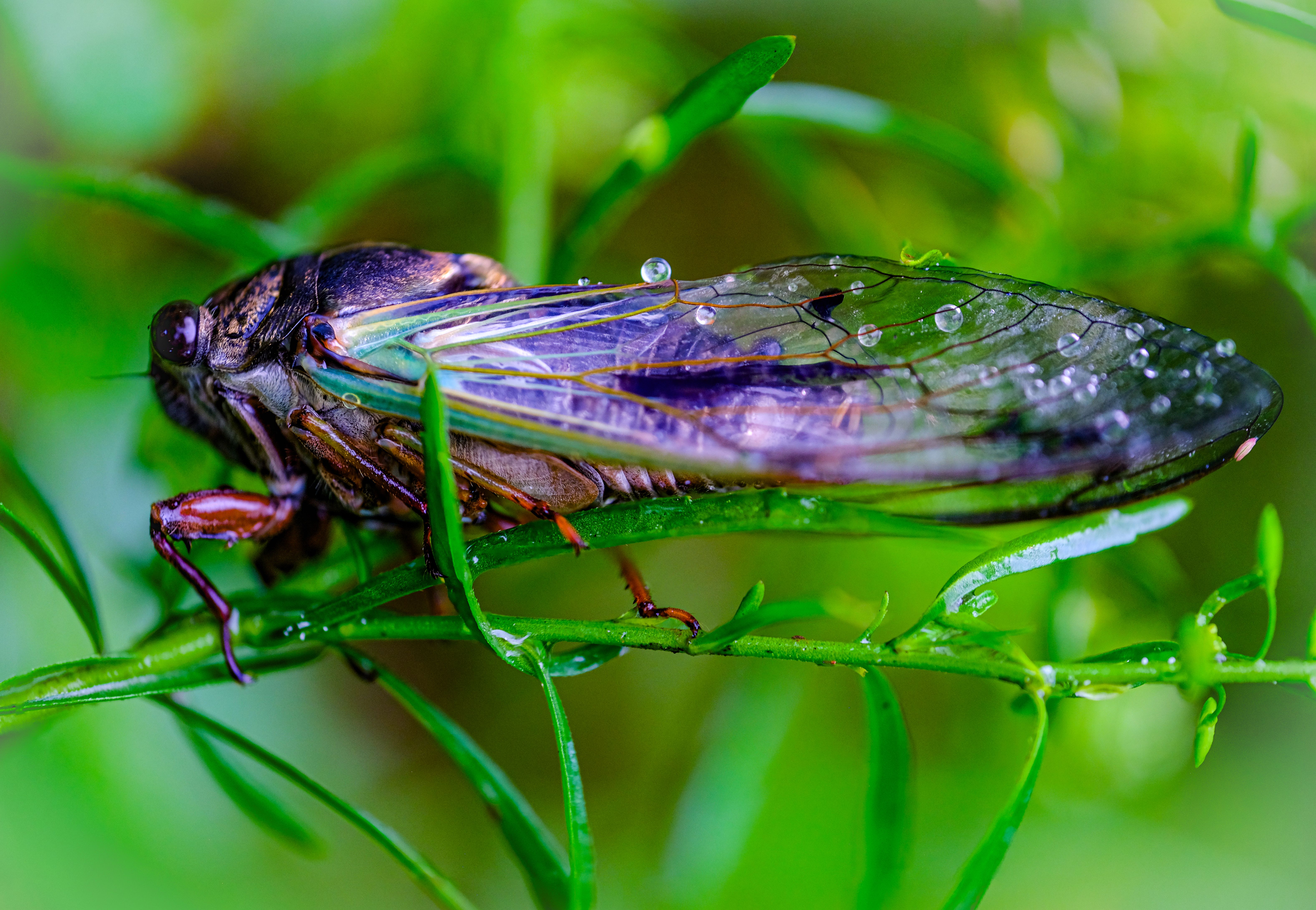Close-up of a Cicada on Green Foliage · Free Stock Photo