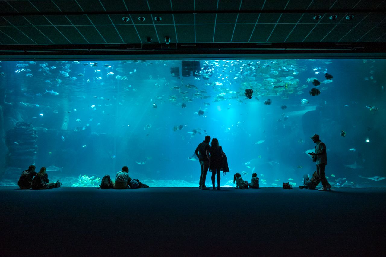 visitors silhouette against large aquarium tank filled with diverse ma