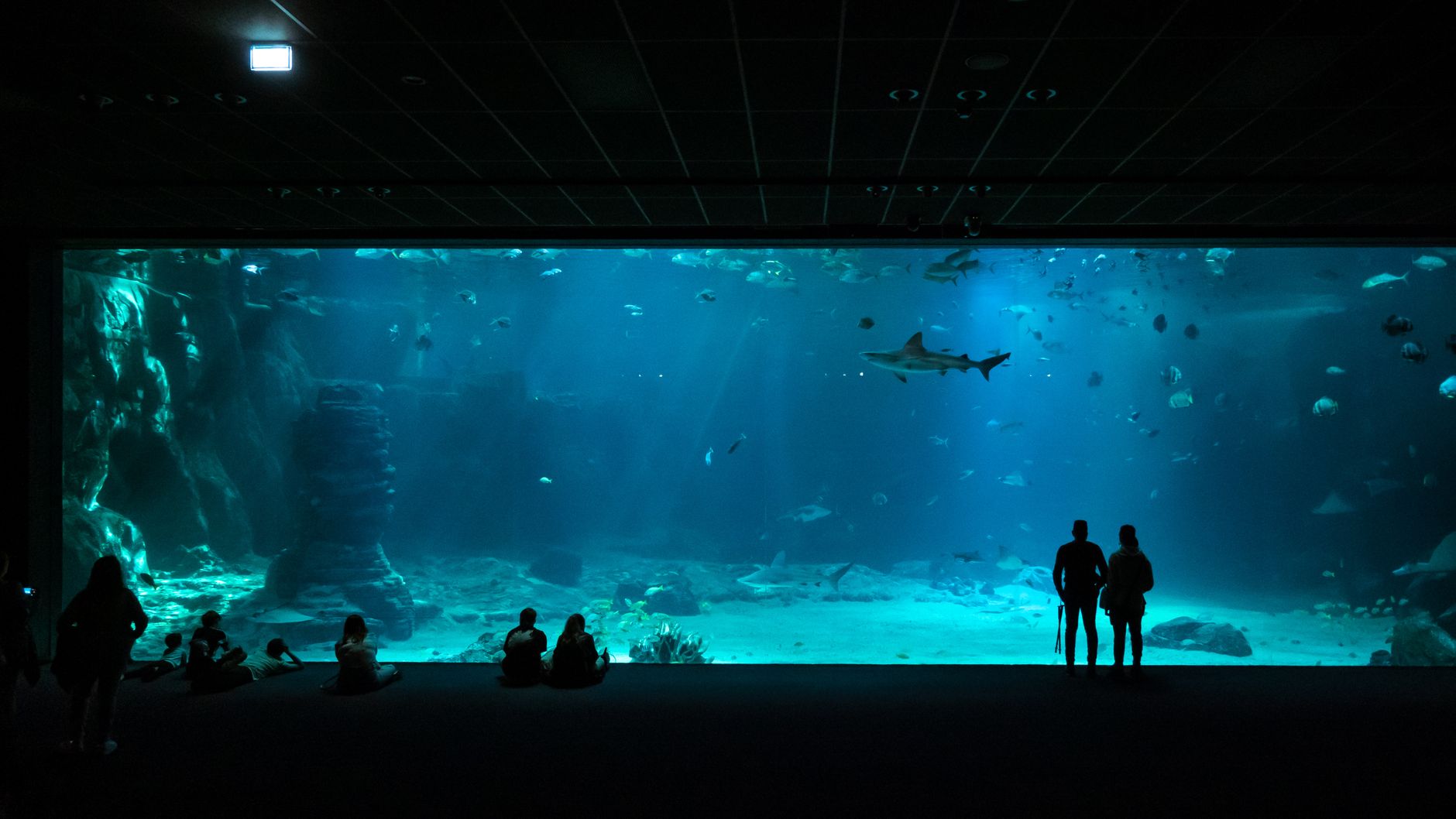 Shark Tank Products That Failed After the Show: Episode Investigations and Lessons Learned
