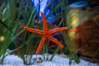 好的，我会按照您的要求进行句子的优化