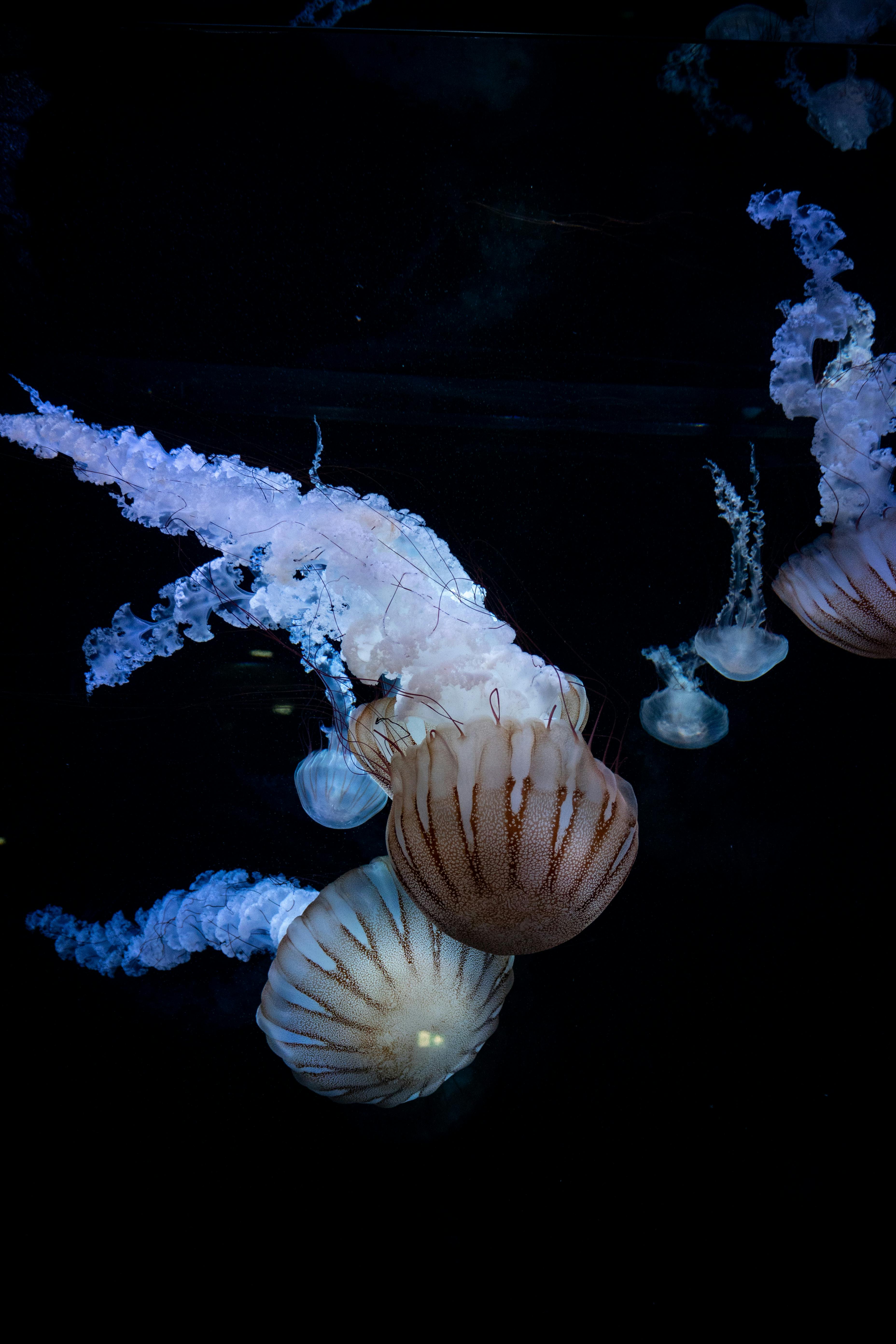 好的，我会根据您的要求进行句子的优化