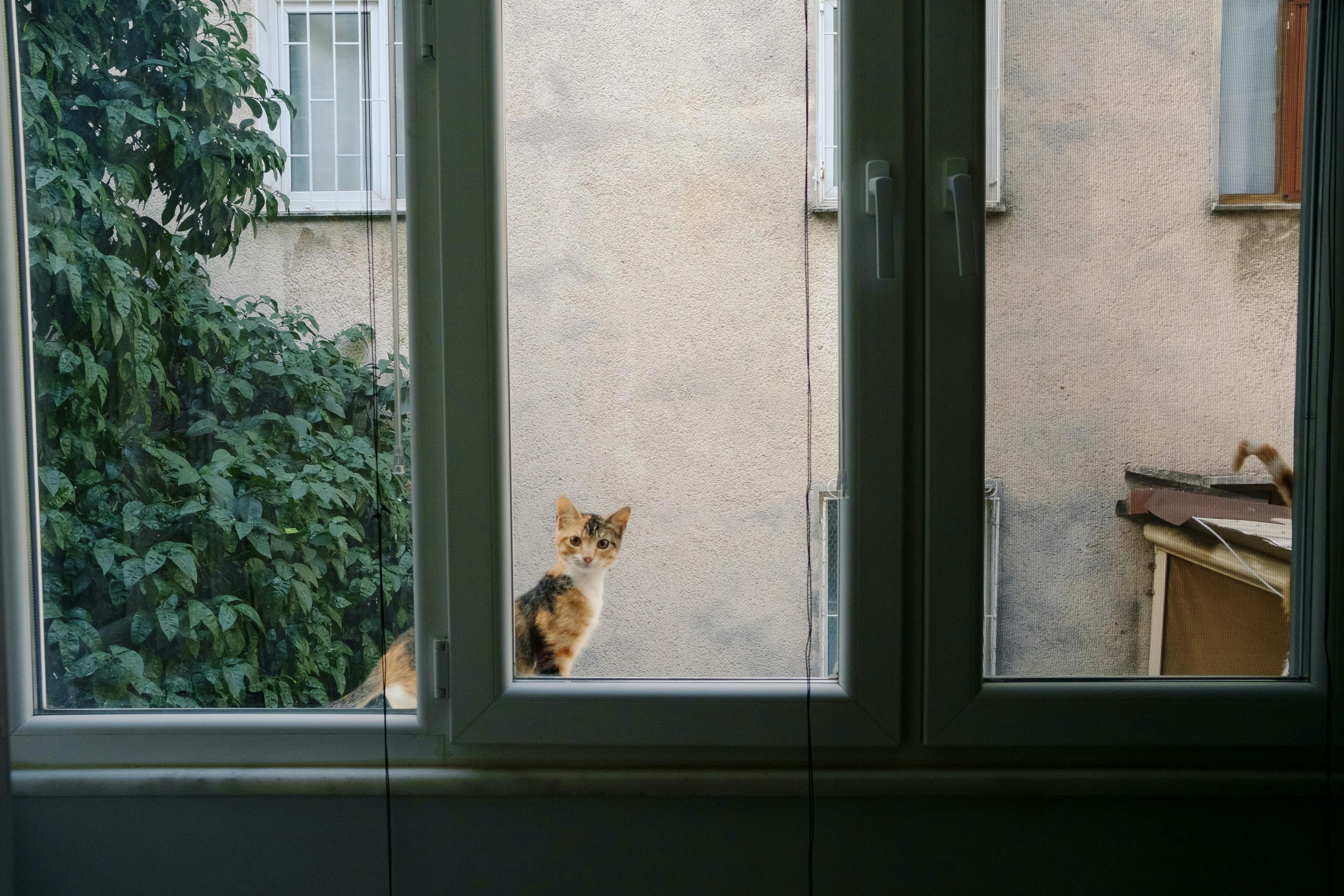 A calico cat perched outside a window next to lush greenery.