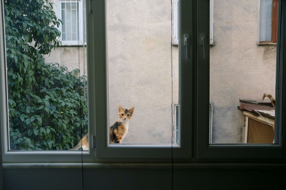 A calico cat perched outside a window next to lush greenery.