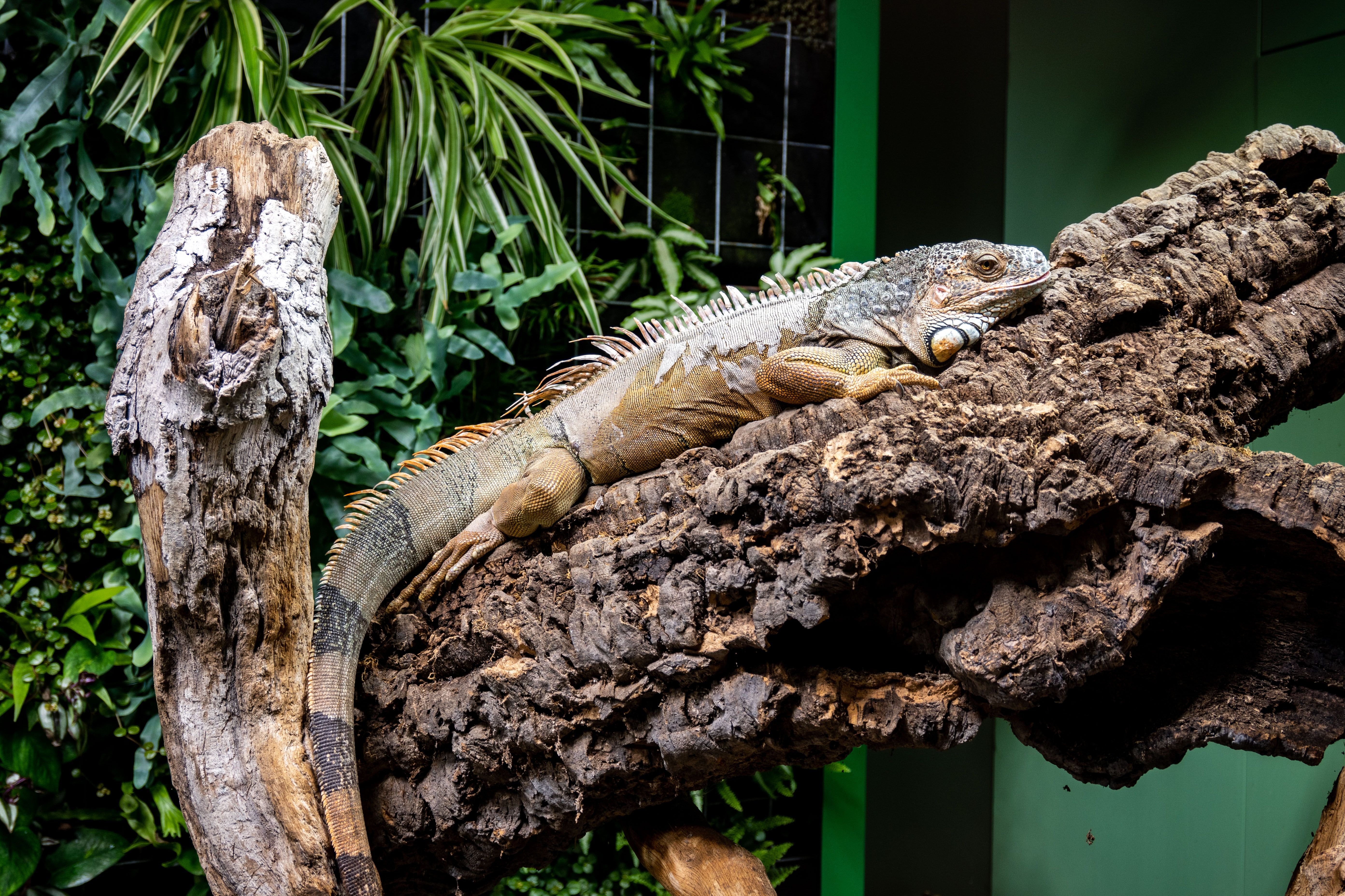 Green Iguana Resting on a Log in Natural Habitat · Free Stock Photo