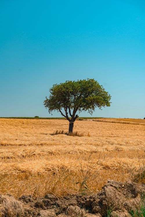 Free A solitary tree stands amidst a golden wheat field under a clear blue sky in Çanakkale, Türkiye. Stock Photo