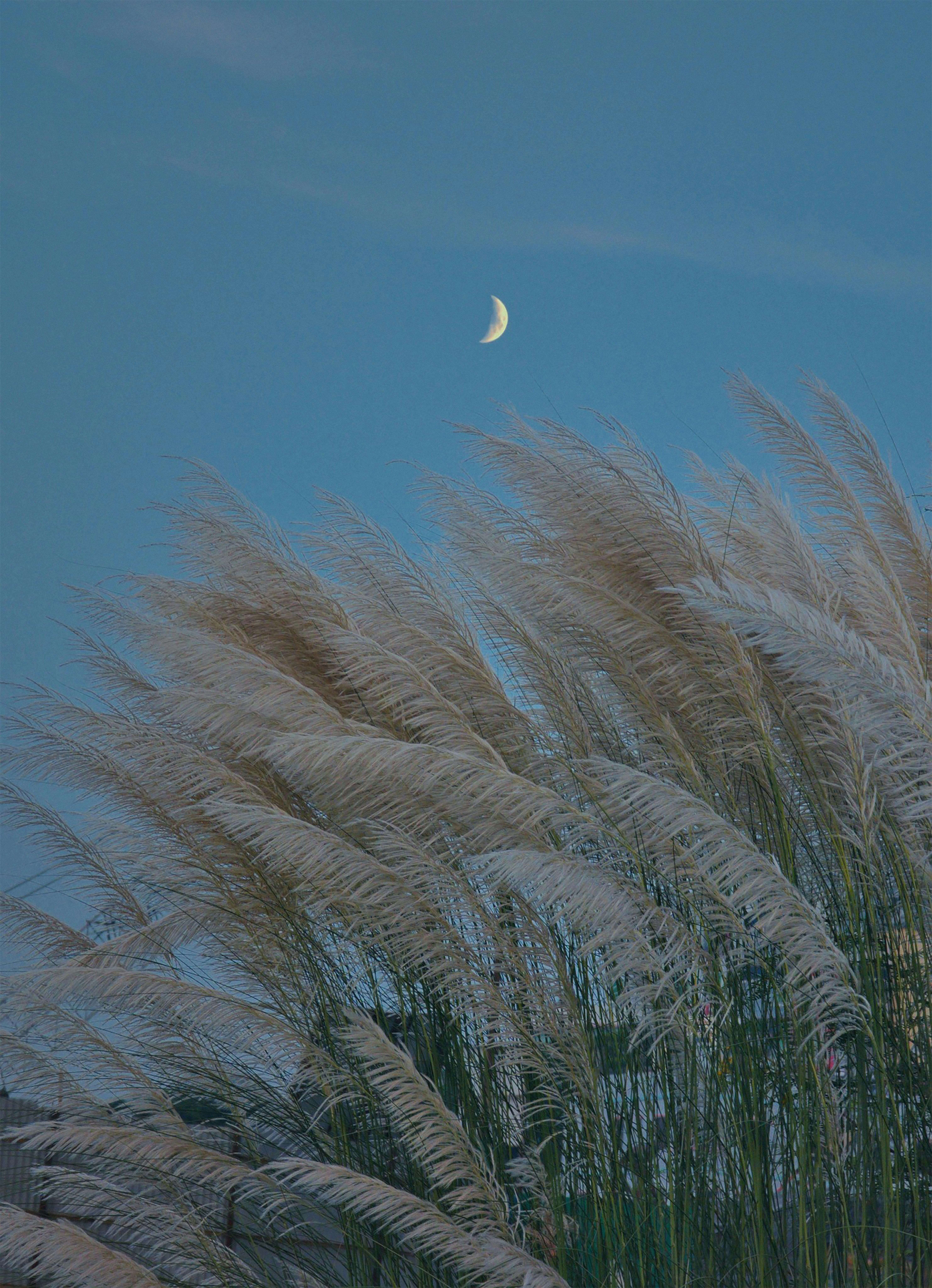 Crescent moon over pampas grass under a calm twilight sky, exuding peace.