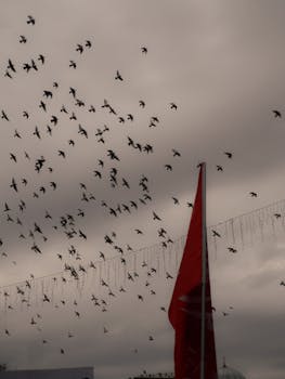 鸟儿在旗帜上飞翔，背景是戏剧性的多云天空
