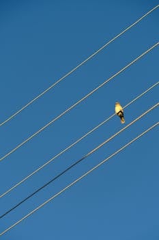 A lone bird perched on electrical wire with a clear blue sky backdrop, creating a minimalist scene.