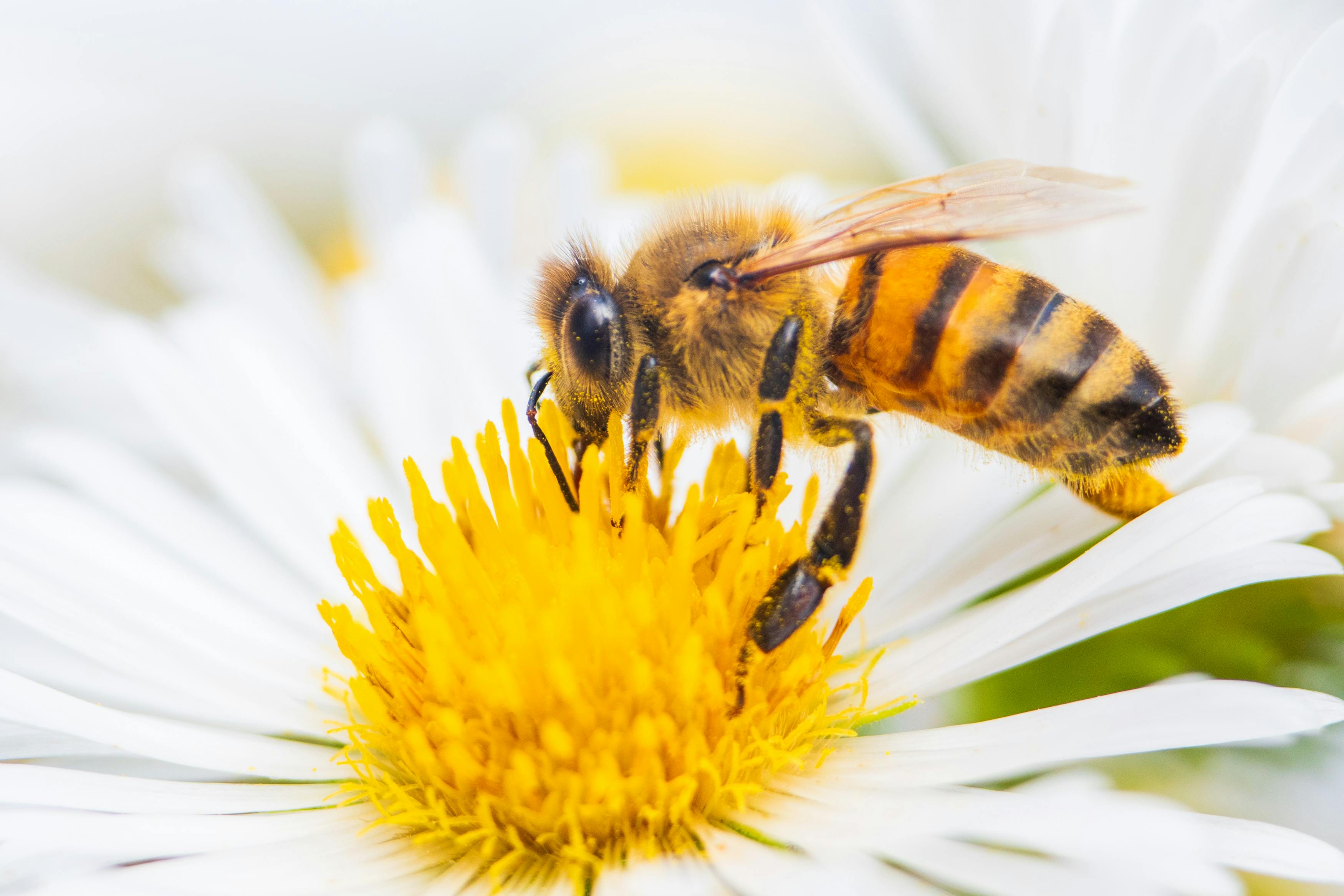 Honey Bee on a daisey