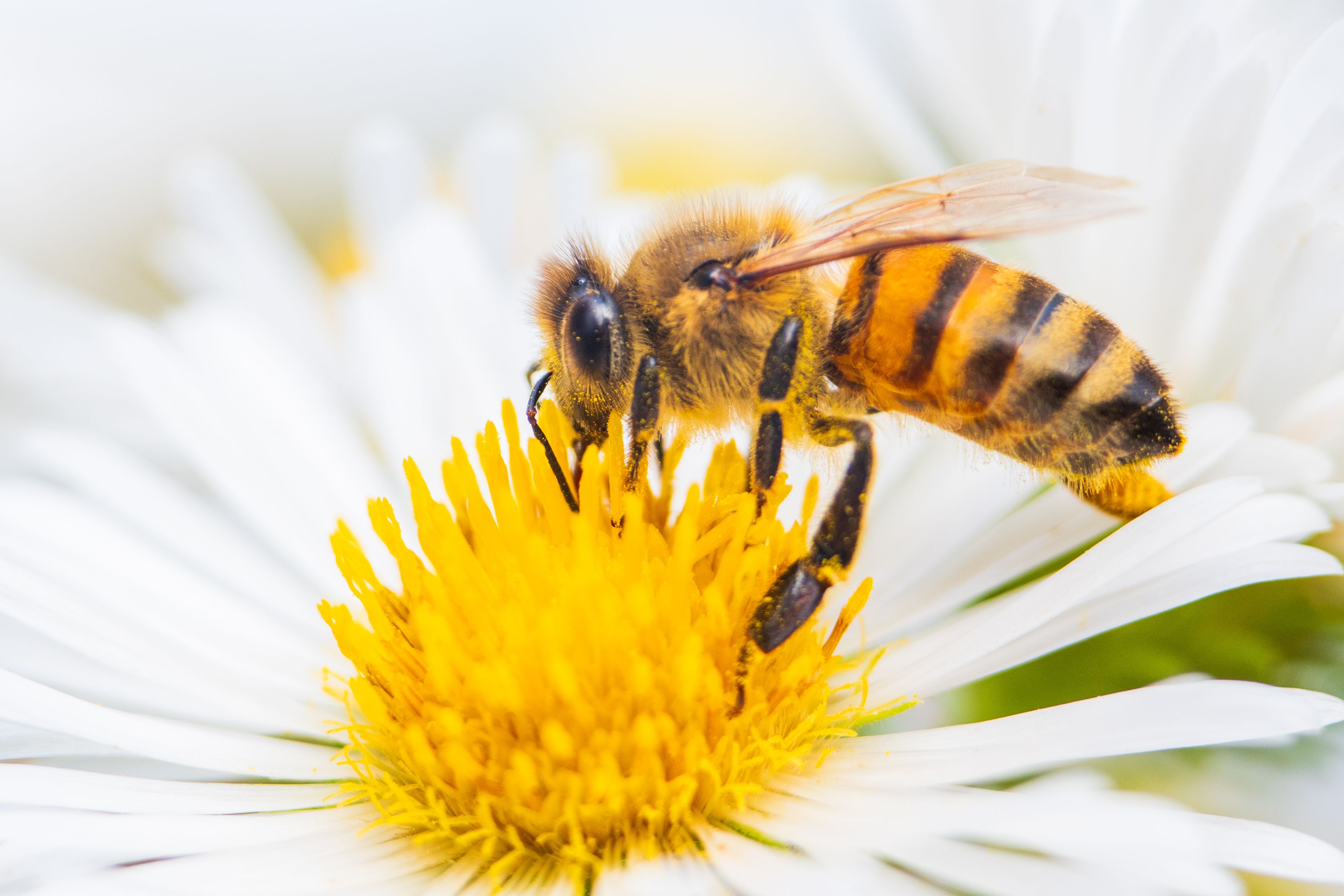 Gratuit O fotografie macro detaliată a unei albine melifere care colectează nectarul dintr-o margaretă albă în plină floare. Fotografie de stoc