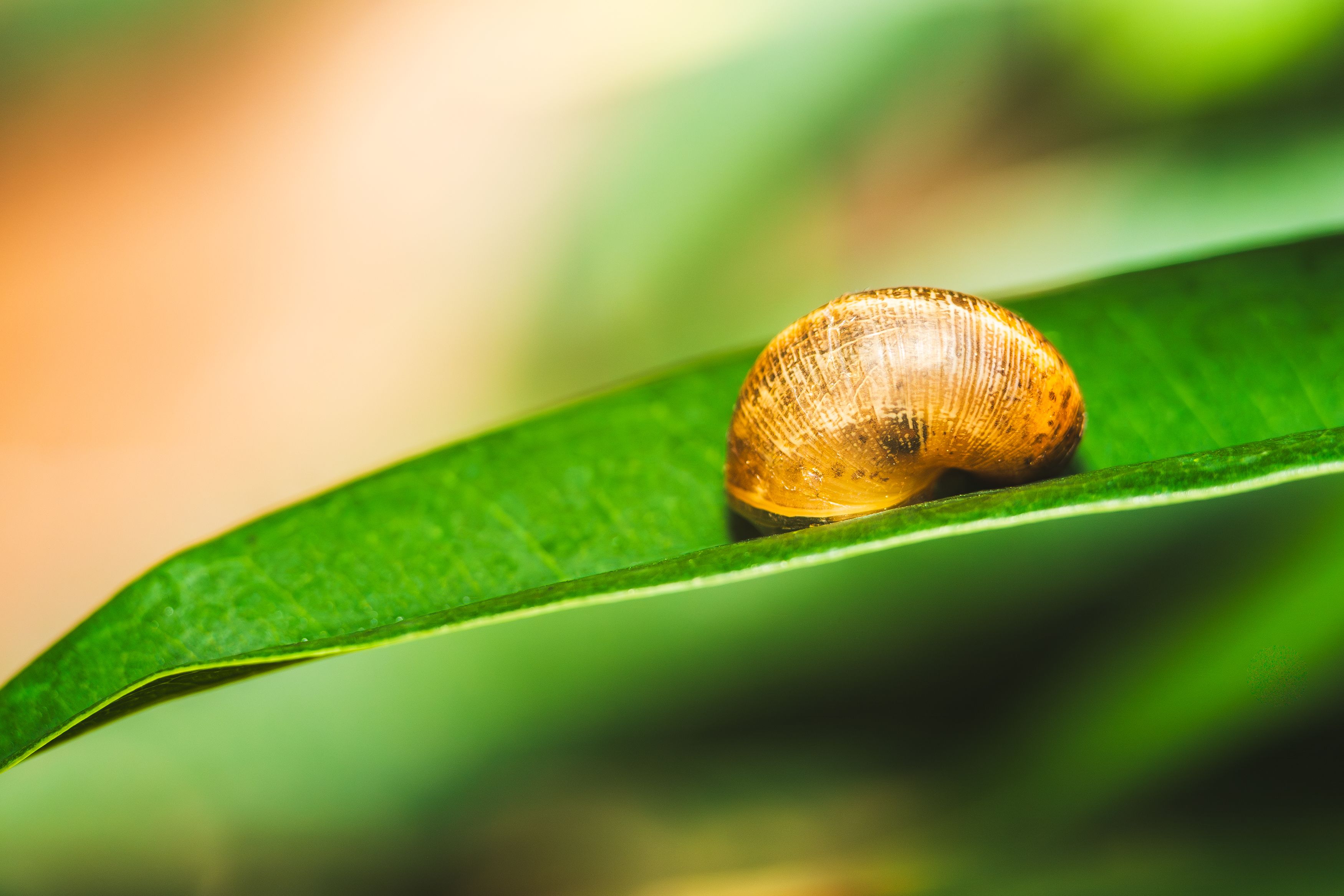 Macro Photo of Snail Shell on Leaf · Free Stock Photo