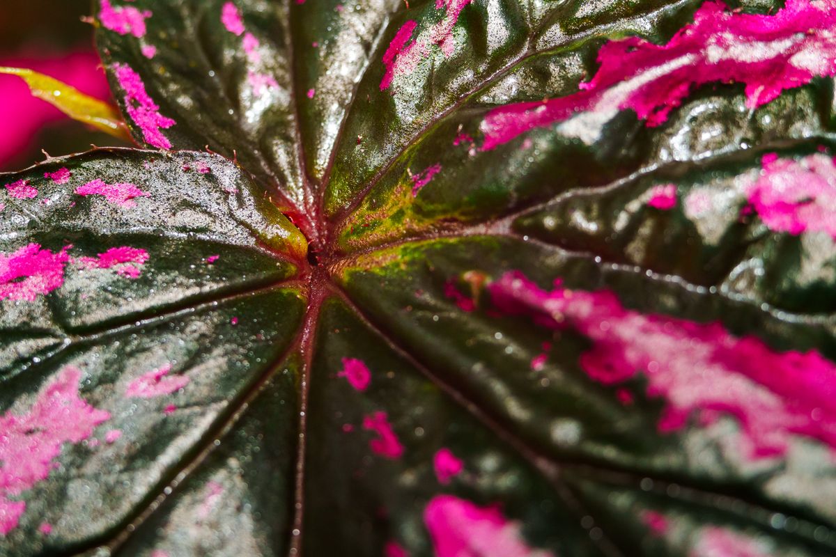 13 Plants Beginners Can Propagate From Cuttings 4 Rex begonia leaf with pink and dark green patterning