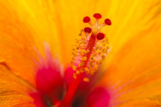 Stunning macro photograph capturing the vibrant colors and details of an orange hibiscus flower's stamen.