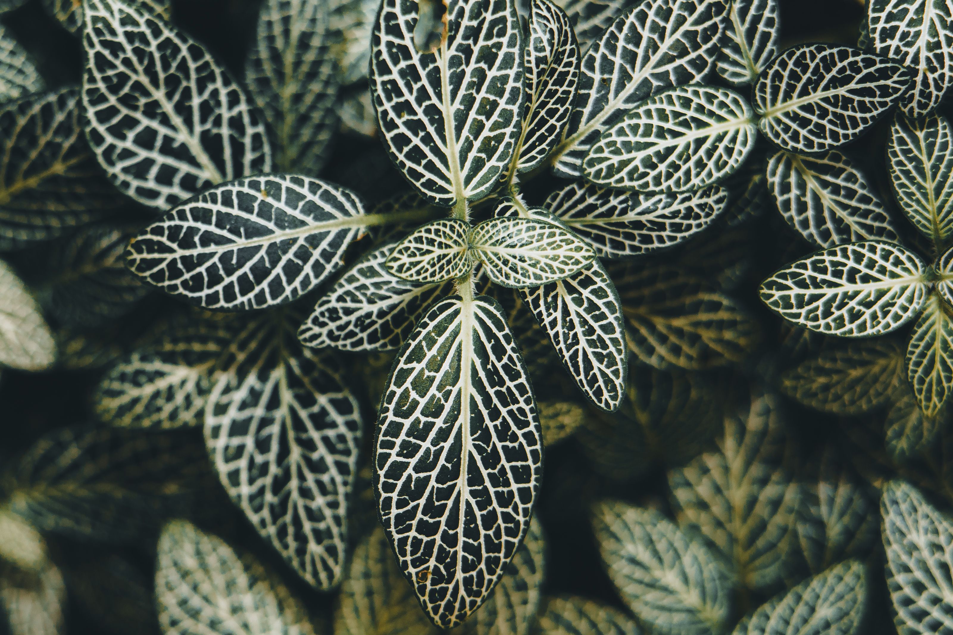 Close Up Of Fittonia Leaves With Veined Patterns Free Stock Photo