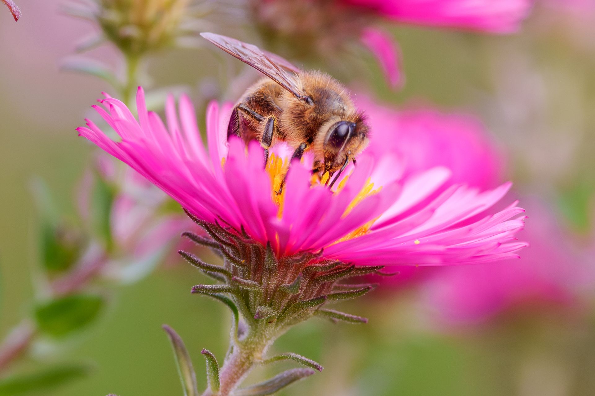 Close-up of a honeybee collecting pollen from a vibrant pink aster flower.